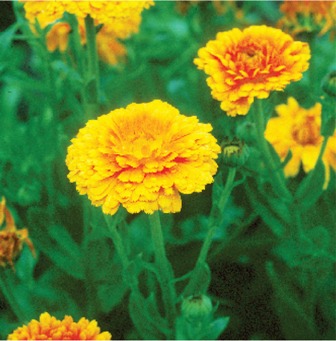 Herb to Know: Calendula